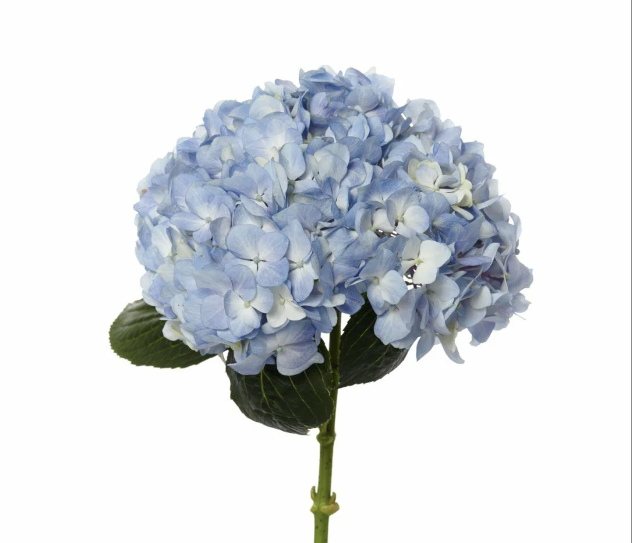 Гортензии 1шт 70см голубые