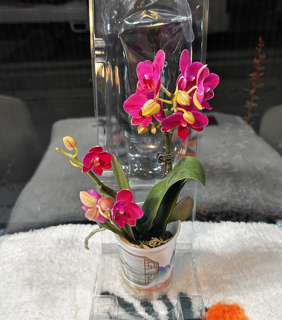 Орхидея в горшке (живая)