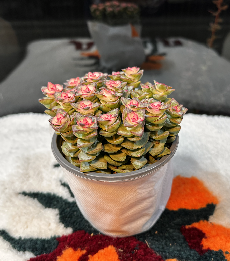 Суккулент (живой)