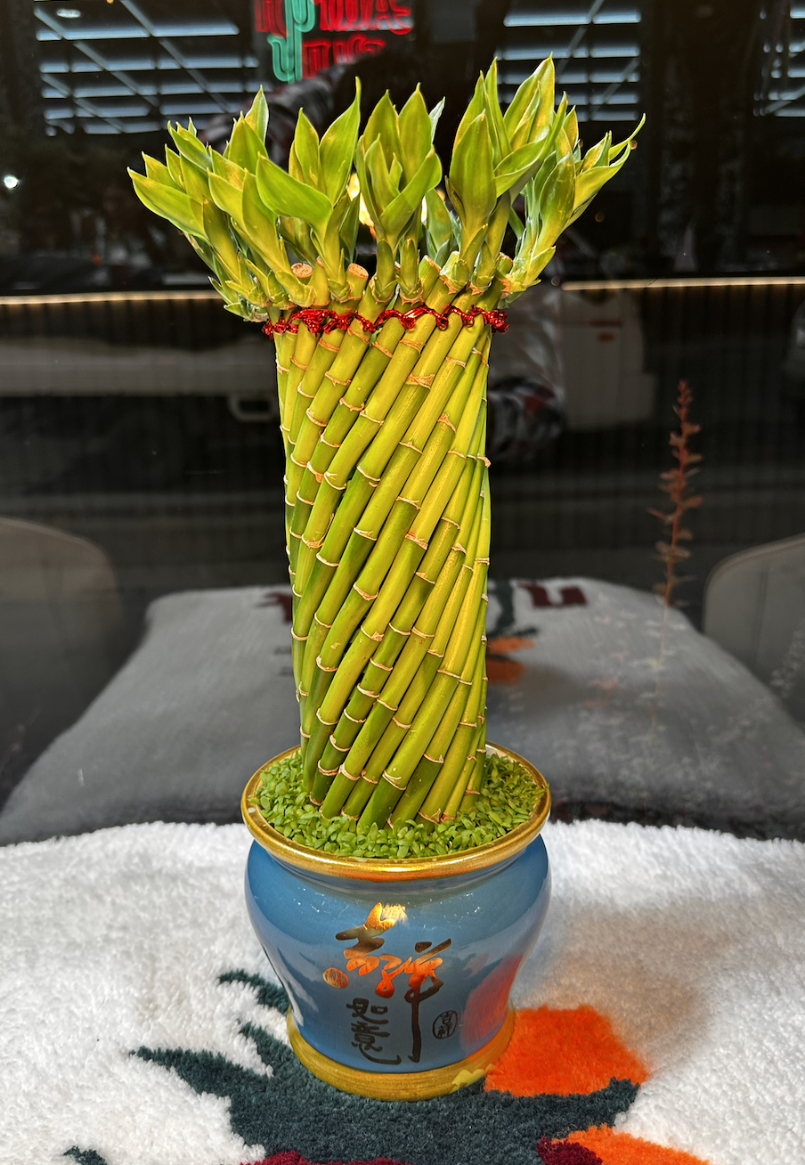 Бамбук (живой)