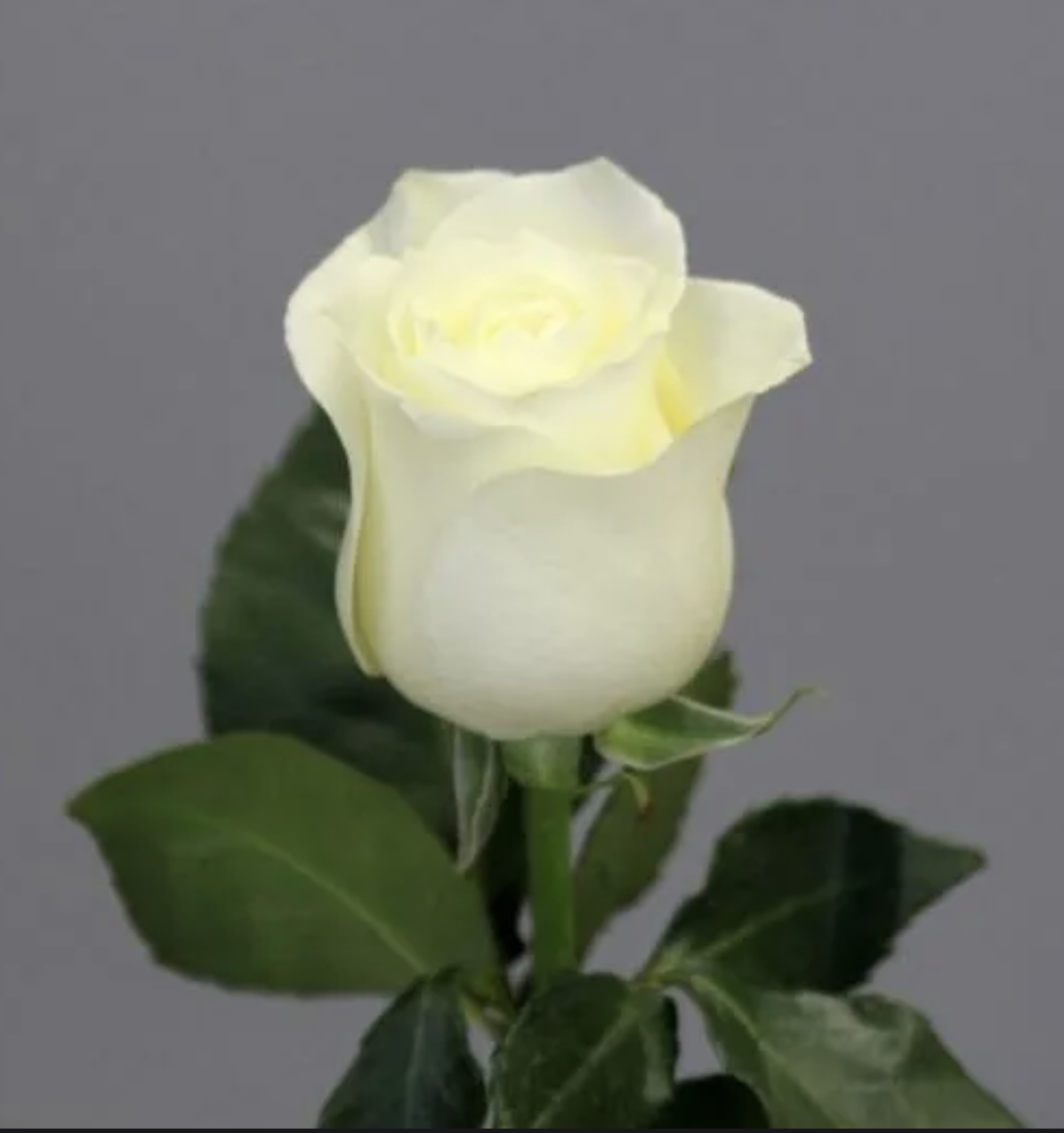 Голландская белая роза 1шт 70см